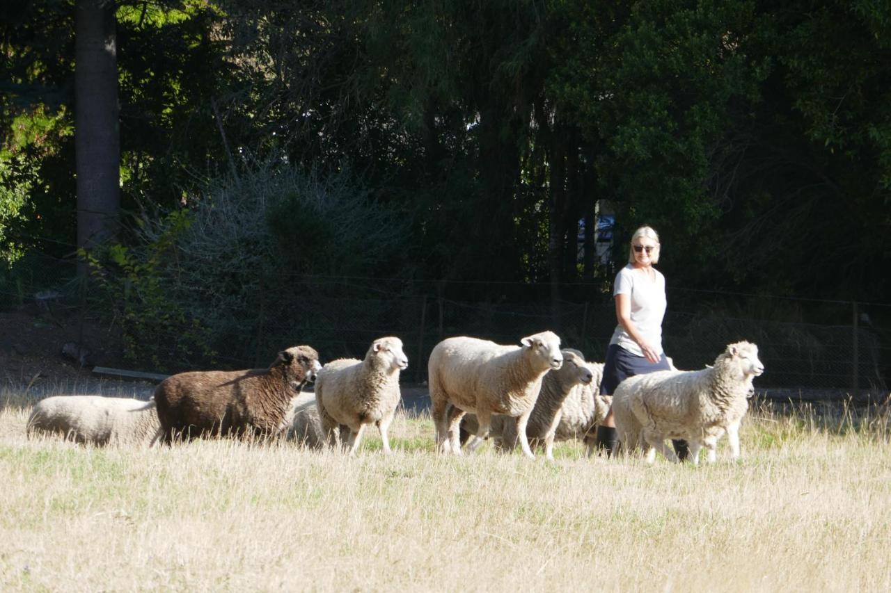 Karetu Downs Farm Stay Hawarden Exterior foto